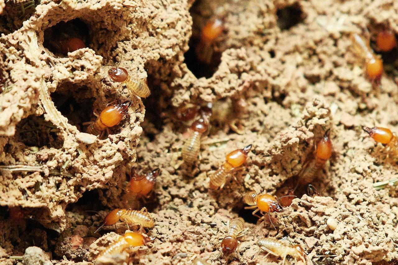 Ant nest benefits health malignant benign