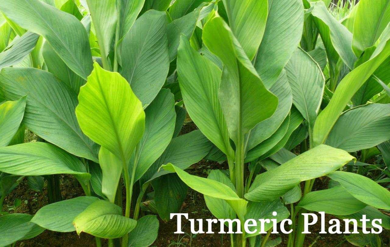 Turmeric ayurvedic herbs curcumin