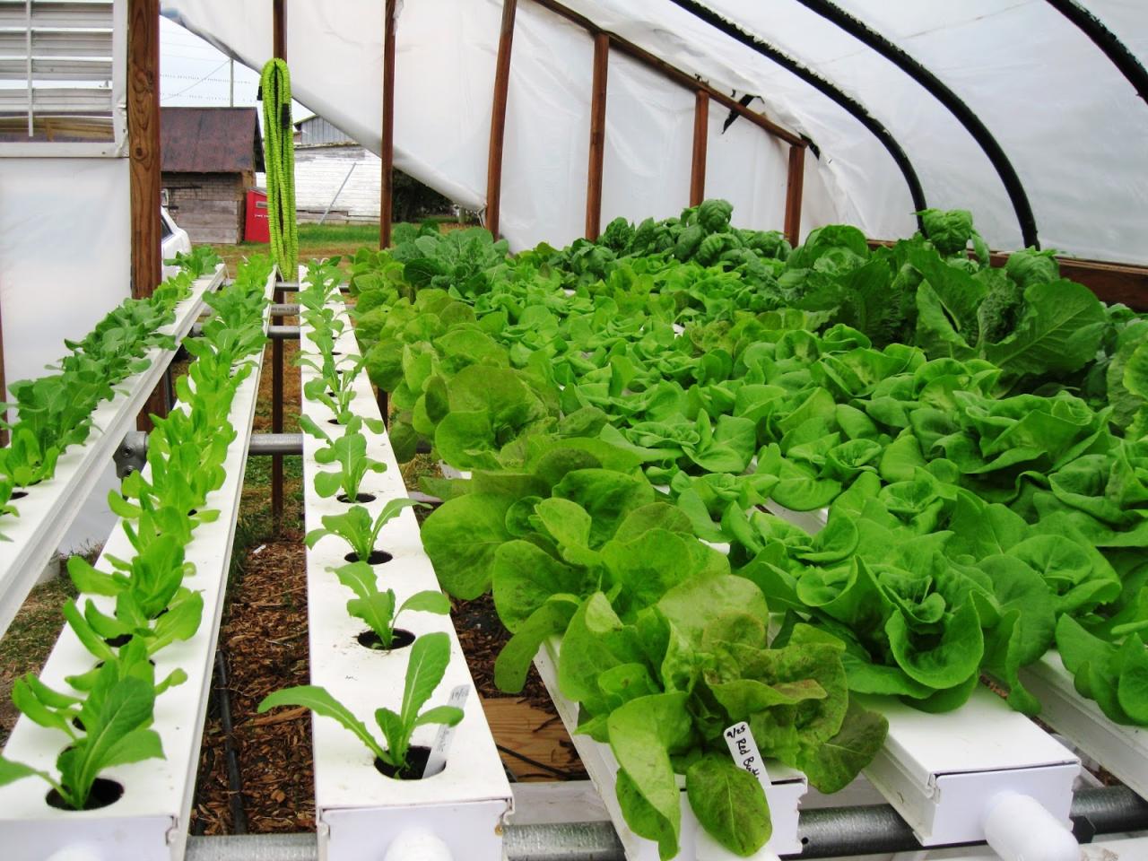 Hydroponic hydroponics advantages agriculture
