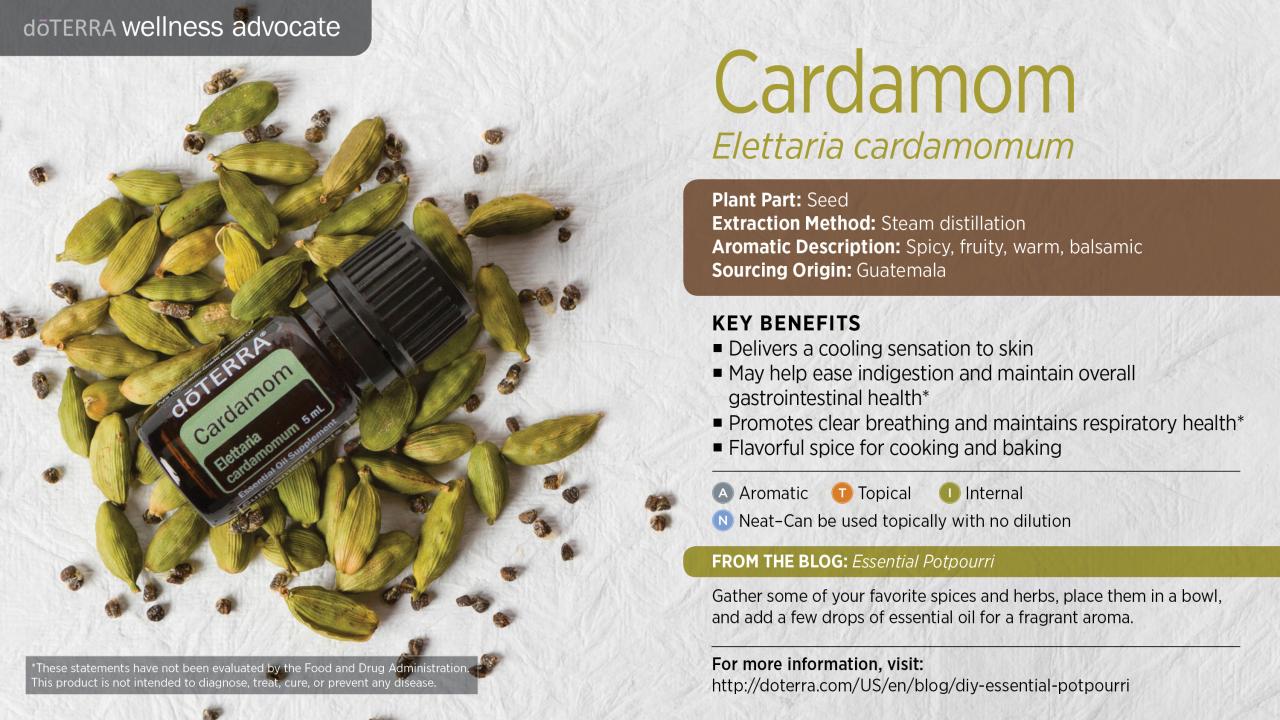 Cardamom ethiopian seeds cultivation uses properties nuts veggiesinfo