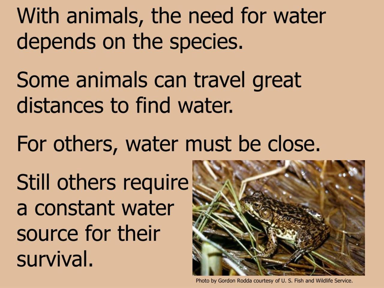 Manfaat air untuk hewan