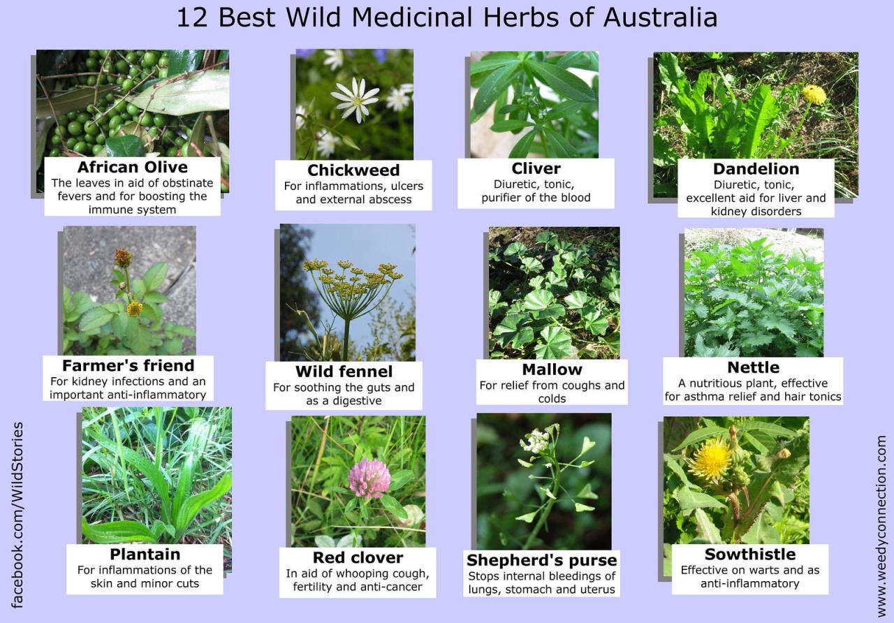 Neem diabetes oil herb plants medicinal uses herbal benefits their sugar food help its flowers manage levels wonder blood does