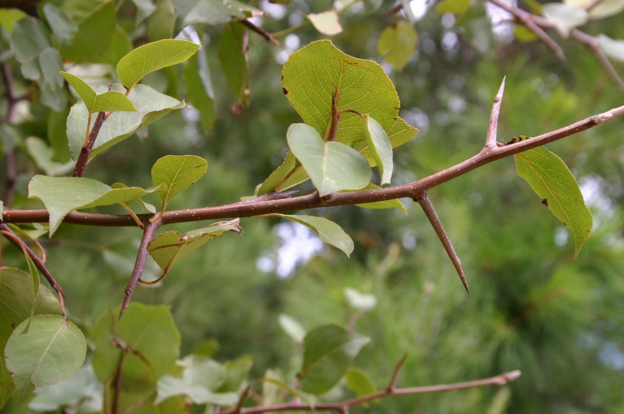 Thorn datura stramonium weeds weedsofmelbourne